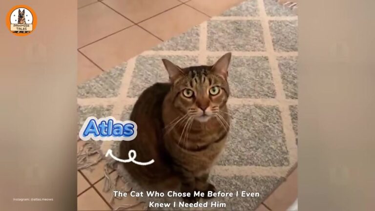 Woman Was Walking Away From Florida Shelter Cat When She Heard A Small Life-Changing Sound