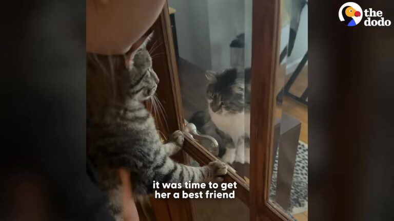 NY Woman Adopts A Friend For Her Withdrawn Cat, But Quickly Fears She Made The Biggest Mistake