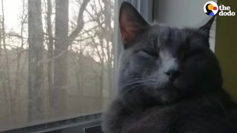 Georgia Man Avoided Cats Entirely Until One Stray’s Look Changed His Life Forever