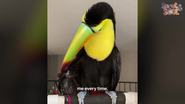 LA Woman Brings Home A Fragile Toucan From A Market, Now He Purrs Like A Cat And Plays Fetch