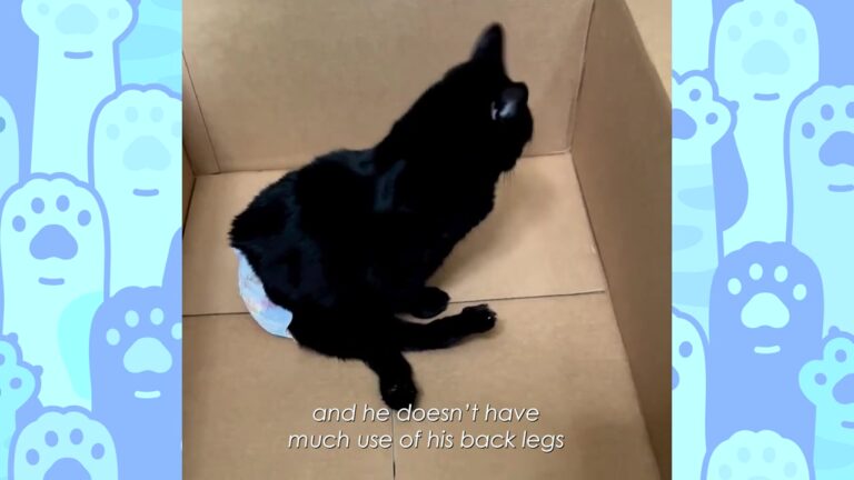 Texas Cat Born With A Shortened Spine Proves To His New Family He Is A Speedy Little Devil