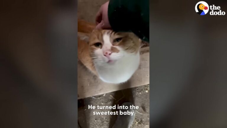 Iowa Woman Feeds A Feral Trash Can Cat For Months Before One Touch Changes Everything