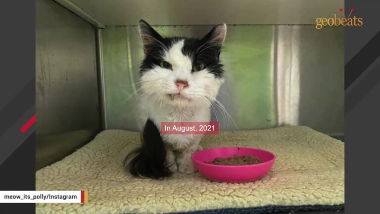 California Cat Left Alone In A Shelter At 18 Years Old Gets The Fairy Tale Ending He Deserved