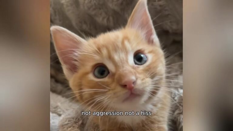 California Shelter Cat Ignored For 412 Days Finally Finds A Reason To Turn Around