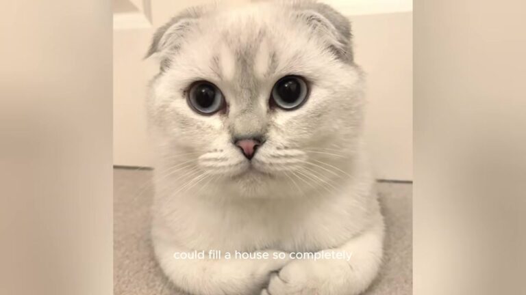 NY Kitten Was Rejected For A Structural Flaw, But What She Did On Night 9 Left A Grieving Father Stunned
