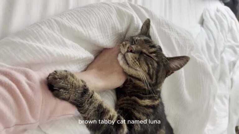 Ohio Widow Adopts A Half-Blind Shelter Cat, But A Spring Vet Visit Reveals A Beautiful Miracle