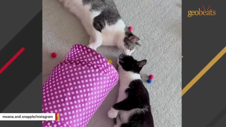 Wisconsin Kitten Given Days To Live Gets A Nine-Hour Flight To A Beautiful New Life