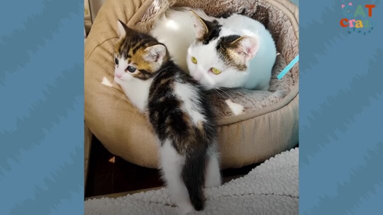 LA Cat Was Labeled Too Aggressive For A Home, But One Tense Meeting With Kittens Changes Everything