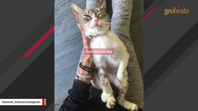 Las Vegas Woman Takes In A Frail Blind Cat For Hospice, But A Gentle Bath Reveals A Beautiful Will To Live