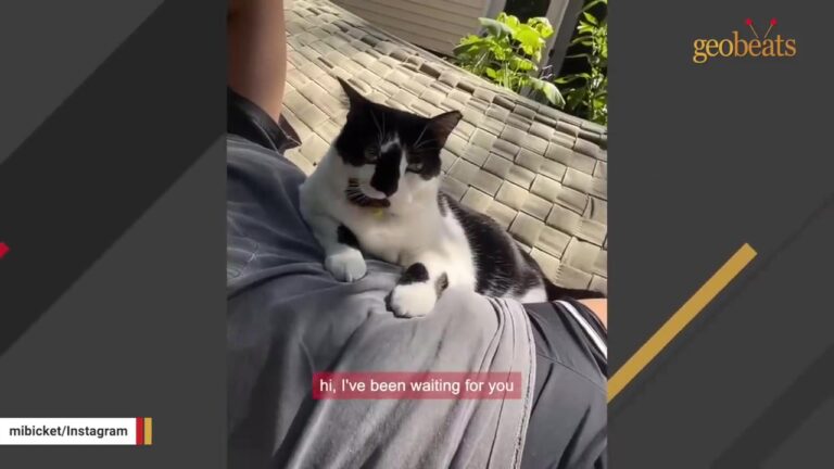Cat Found Sitting In Mississippi Road Reveals An Unexpected Secret About Her Past