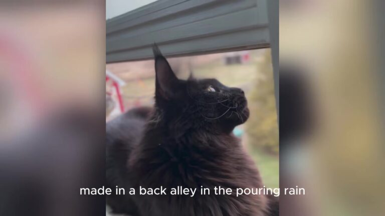 Pennsylvania Woman Refuses To Leave Injured Cat In The Rain And Is Stunned By The Vet’s Discovery