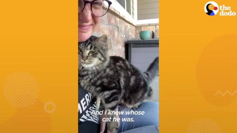 Texas Woman Kept Kicking Her Neighbor’s Cat Out Of Her House Until A Tragic Accident Changed Everything
