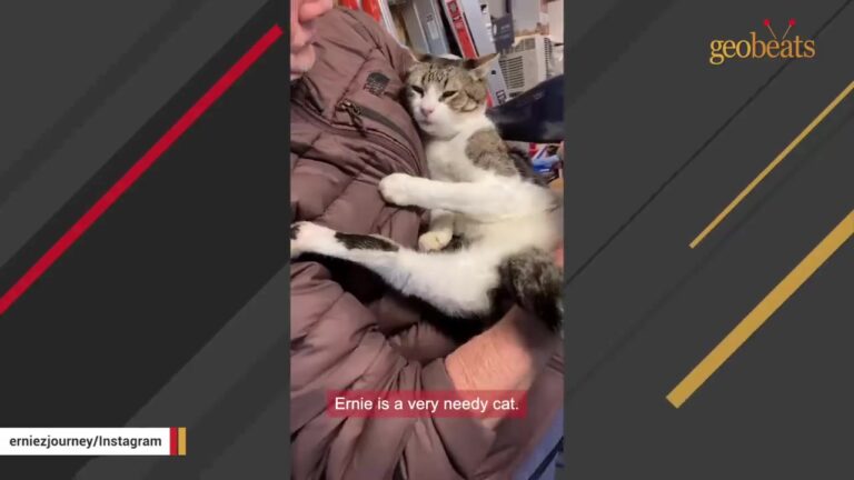 California Cat Found His Forever Dad By Chance, But Their Bond Was Anything But Accidental