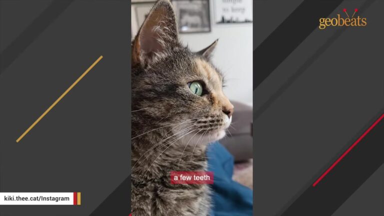 Couple Visits Texas Rescue With No Intention Of Adopting, But A Cat In “Timeout” Has Other Plans