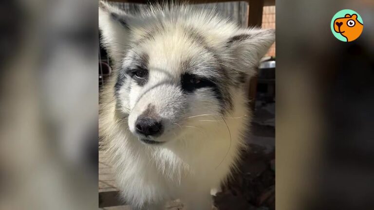 Michigan Fox Lived In A Crate For Two Years, But A Trip To The Vet Unlocks Her Fierce True Spirit