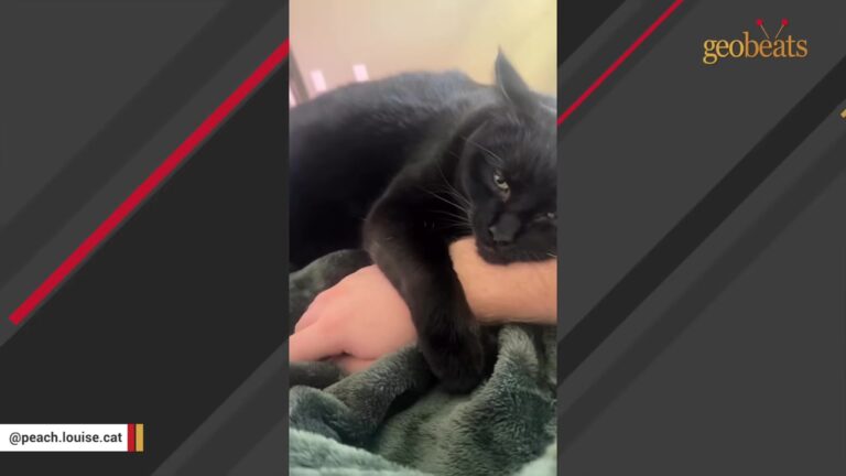 Texas Man Bottle-Feeds Abandoned Barn Kitten And Gets A Decade Of The Loudest Purrs