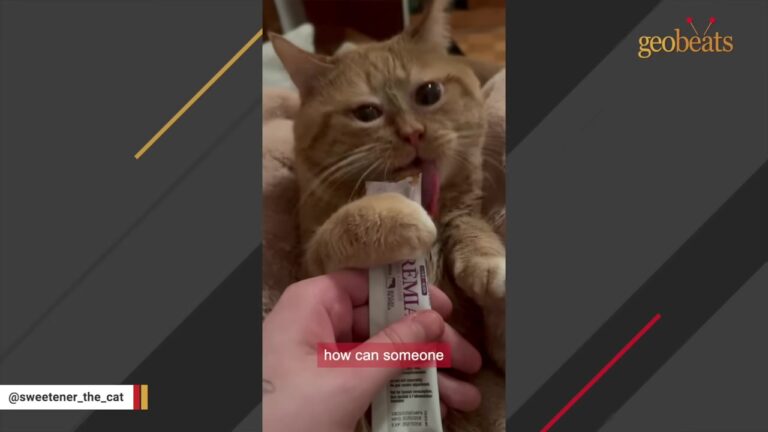California Cat Given Only One Night To Live Finds The Person Who Refuses To Give Up