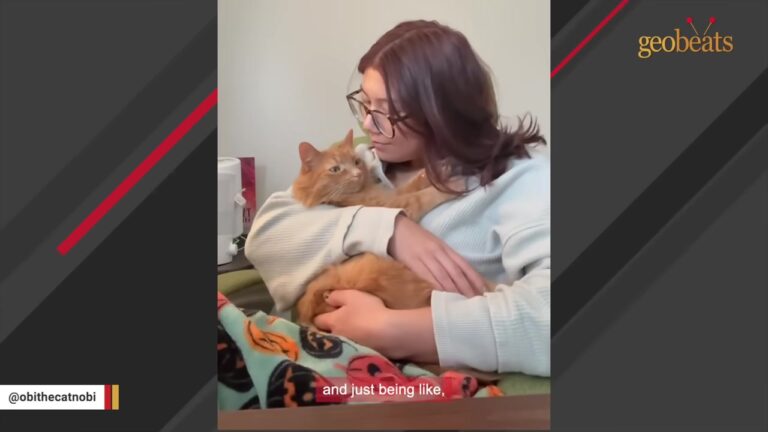 California Woman Adopts A Shy Shelter Cat, But Two Hours Later He Reveals His True Heart