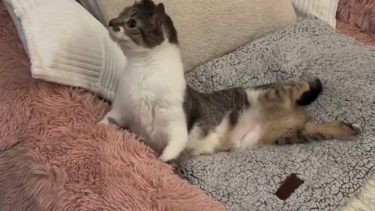 Tennessee Fospice Kitten Given No Chance To Live Ends Up Running The Whole House
