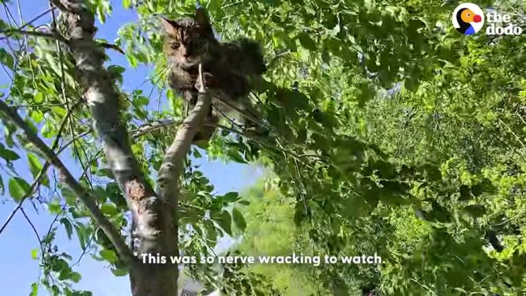 New Jersey Cat Clings To A Tiny Branch In The Wind Until A Brave Rescuer Makes The Perfect Move