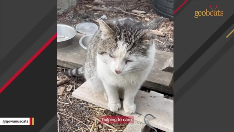 Cat Spent Years On NYC Streets, Yet One Long Process Finally Allowed Him To Rest