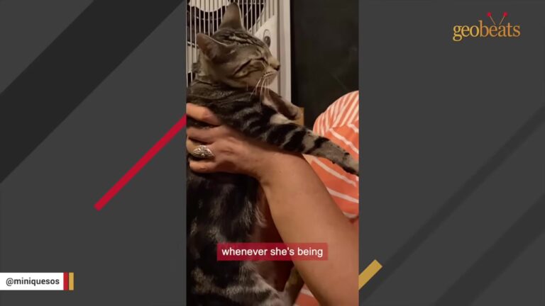 California Family Adopts A Cat, But The Jealous Feline Chooses Only One Person To Call Her Own