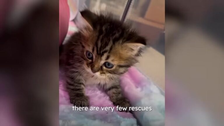 Kitten Found Dragging His Legs Outside LA School Has The Most Beautiful Reaction To A Second Chance