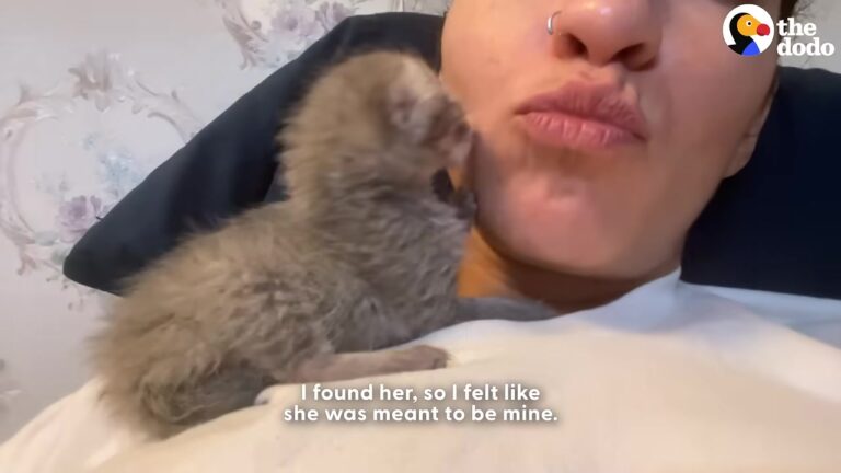 California Delivery Driver Saves A Lonely Tiny Kitten Who Grows Up Thinking She Is A Dog