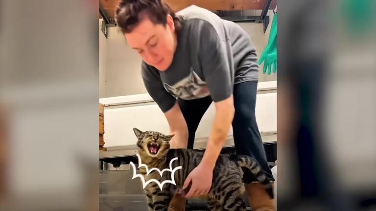 Oregon Woman Finds Massive Stray Cat At Her Door, Then He Starts Bringing Home His Own “Employees”