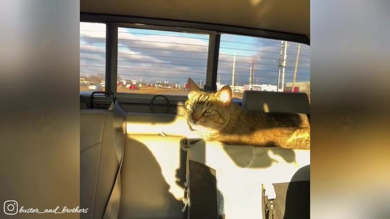 Texas Man Finds Stray Kitten At His Junkyard, Then Realizes The Tiny Cat Has Already Hired Himself