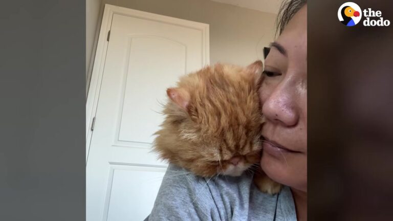 California Woman Finds Matted Persian Cat Outside Her House And His Grateful Response Melts Hearts