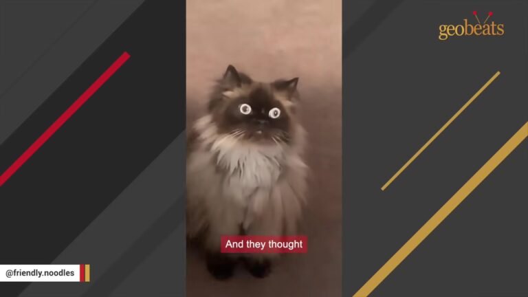 Pennsylvania Kitten Deemed ‘Not Ideal’ Because Of His Huge Eyes Reveals A Life-Saving Hidden Talent