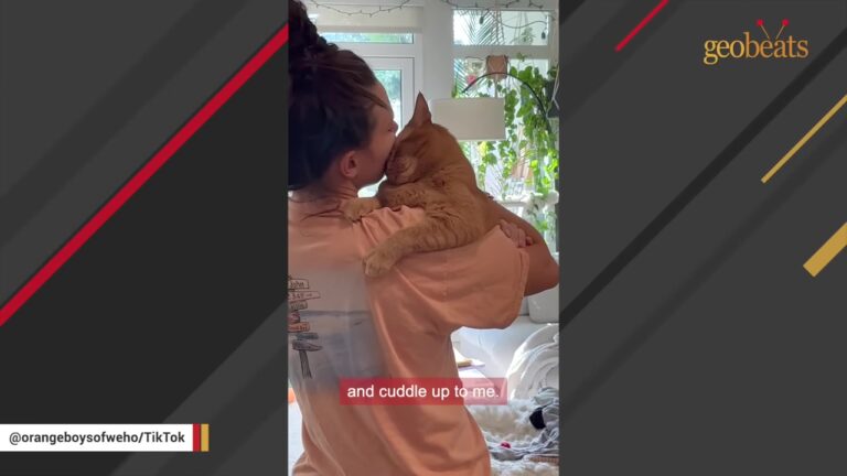 LA Kitten Was The Only Survivor Of His Litter, Yet His Surprising Quirks Left His Adopter Stunned