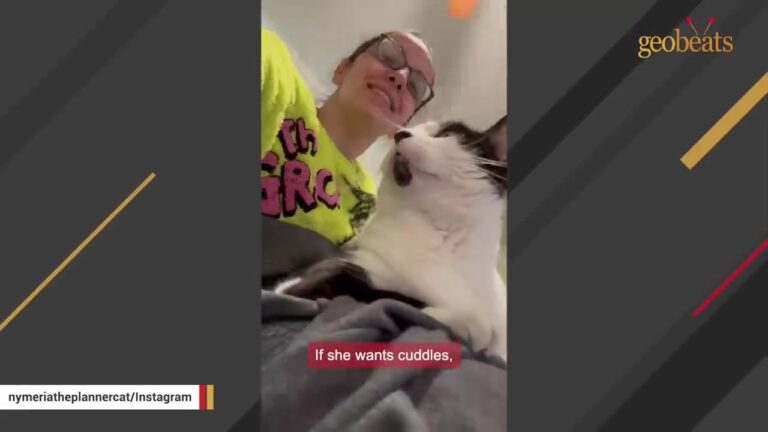Pennsylvania Woman Hears Cries Near Work Pallets And Finds A Tiny Kitten Who Cures Her Loneliness
