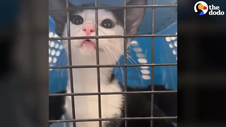 NY Bride Finds Stray Kitten Before Wedding And Turns Her Reception Into The Ultimate Rescue Mission
