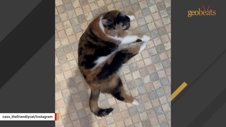 Montana Cat Found Freezing In A Snowstorm Reveals A Hilarious Secret When She Finally Gets A Home