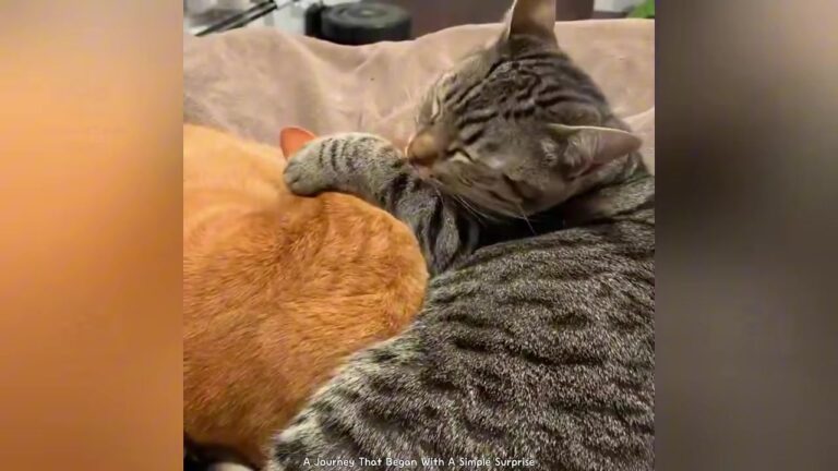 PA Man Who Only Loved Dogs Brings Home Two Rescue Cats, But Their Choice Stuns His Girlfriend