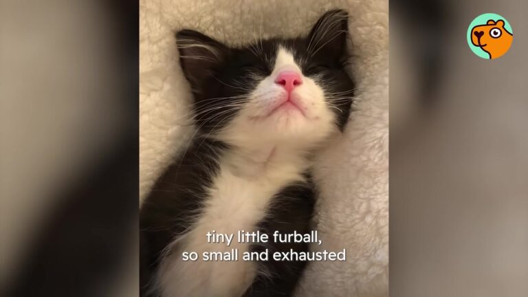 Georgia Woman Hears Tiny Cries From A Dumpster And The Kitten Inside Becomes Her Greatest Treasure