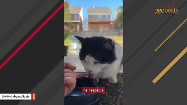 Mississippi Stray Hid Under Cars For Shade, But One Cold Night Brought The Chance He Was Waiting For