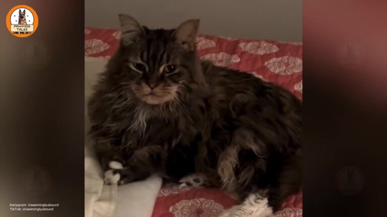 Alabama Cat Returned To Shelter Thought He’d Lost Everything, Until She Walked In