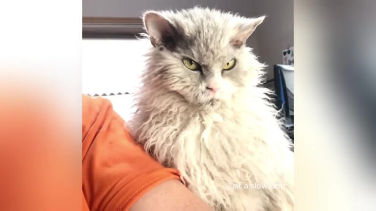 Pennsylvania Cat Looking Furious In Every Photo Finds The Exact Man Who Needed His Grumpy Face