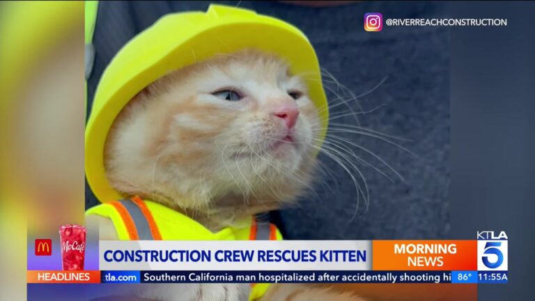Ohio Construction Crew Finds Kitten Stuck In Excavator And Gives Her The Most Heartwarming Promotion