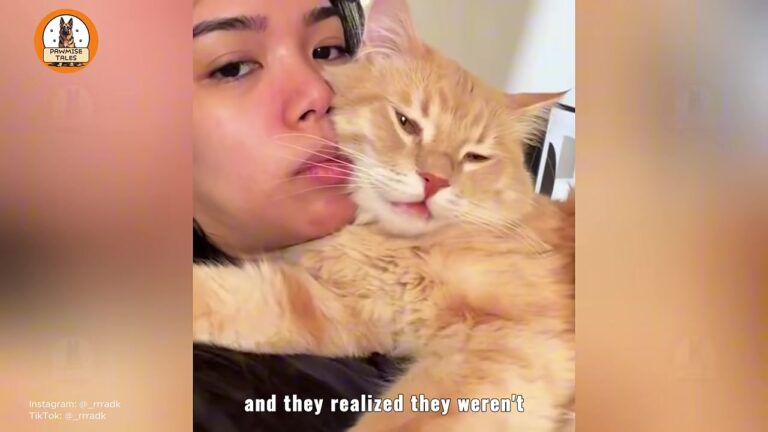 NY Cat Was Returned Because He Talked Too Much, But His New Owner Heard Exactly What He Was Saying