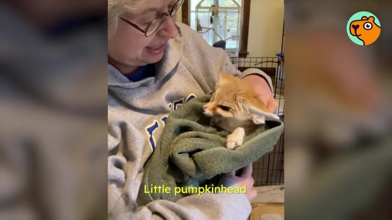 Fennec Fox Loses His Only Home, But Illinois Sanctuary Gives Him The Perfect Final Chapter