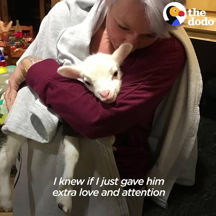 New Jersey Lamb Rejected By His Mother Proves Everyone Wrong With His Hilarious Quirks