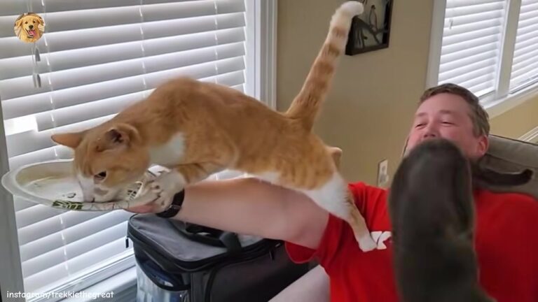 California Cat Will Stop At Nothing To Steal Food, Leaving His Family In Disbelief