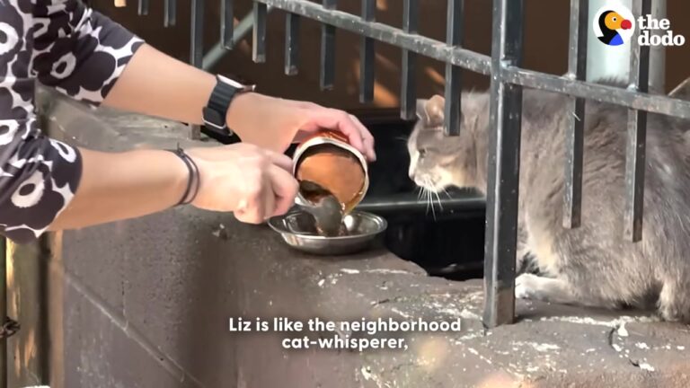 New York Man Looks For One Stray Cat But Stumbles Upon A Secret Feral Family Needing A Miracle