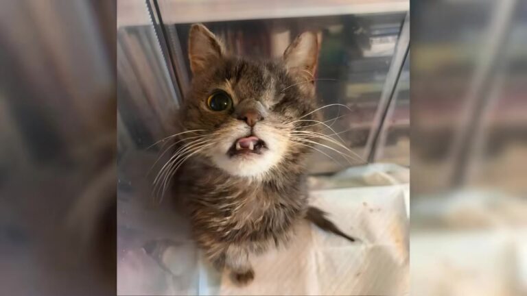 Ohio Cat Given Away For Free Like An Old Couch Finally Finds The Love She Deserves