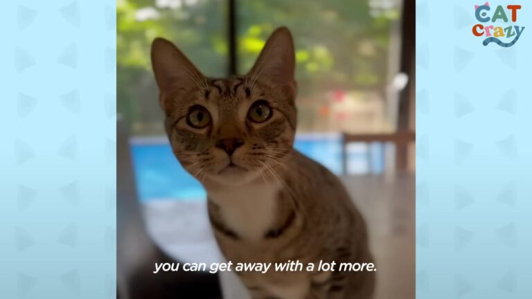 California Cat Named After The God Of Mischief Has One Hilarious Obsession