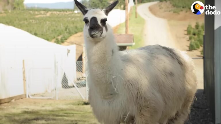 Florida Llama Surrendered To Auction Refuses To Trust Until His Rescuer Tries A Surprising Tactic